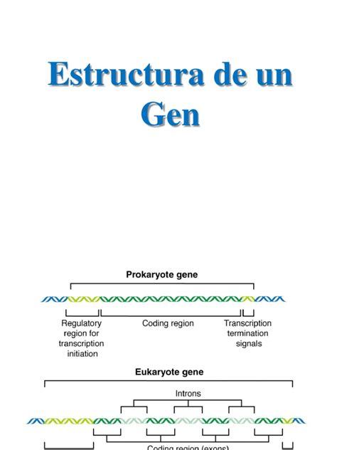 Diagrama de la estructura de un gen y sus promotores, destacando el DPE.