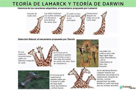 Esquema comparativo de las teorías de Lamarck y Darwin sobre la evolución.