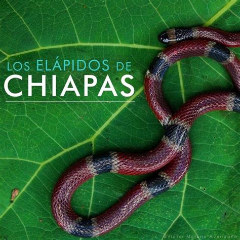 Fotografía macro de huevos de elápido en un entorno natural controlado.