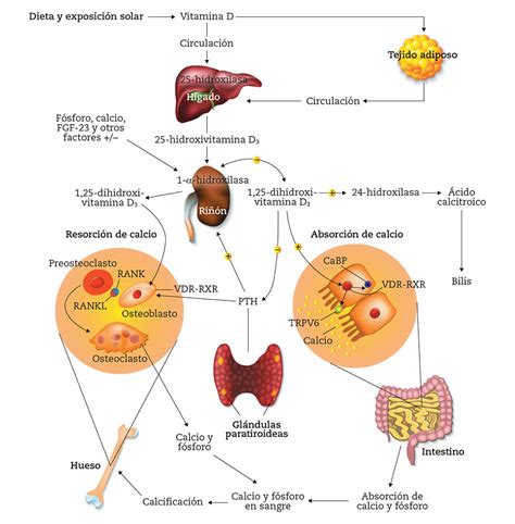 Representación esquemática del metabolismo de la vitamina D en el cuerpo humano, destacando las etapas de hidroxilación en hígado y riñón.