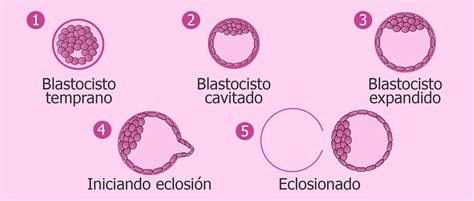 Esquema del desarrollo del blastocisto y su implantación en el endometrio uterino.