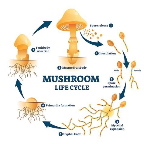 Diagrama que ilustra el ciclo de vida de un hongo fitopatógeno común en cultivos, mostrando las etapas de infección y proliferación en condiciones de alta humedad.