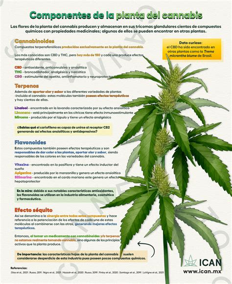 Ilustración de una planta de cannabis siendo rociada con un spray. Se enfatiza el uso en días nublados.