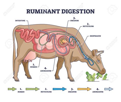 Diagrama del sistema digestivo de un rumiante, destacando el rumen y el retículo.