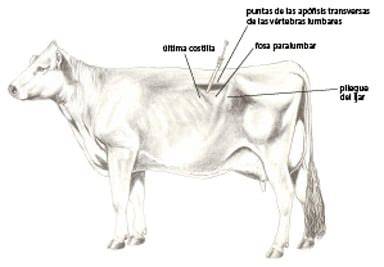 Ilustración de la canulación del rumen de una vaca, indicando la localización correcta.