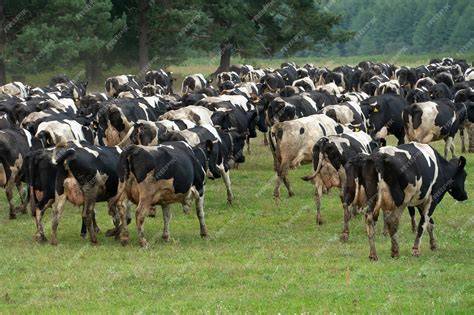 Ganado pastando en un prado con heno disponible.