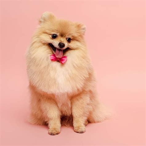 Imagen de una perra usando un pañal, con énfasis en el ajuste y la comodidad.