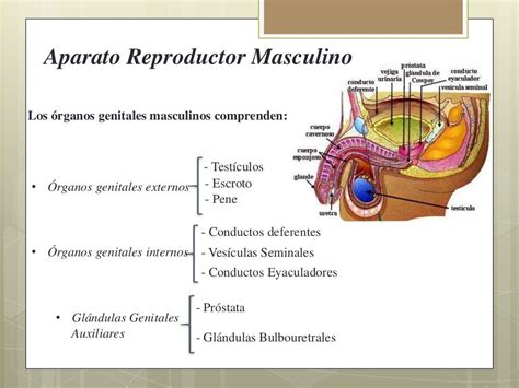 Esquema del aparato reproductor masculino con glándulas de Cowper y Littre