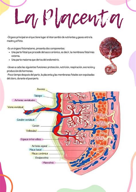 Esquema que ilustra la diferencia entre la estructura de la placenta animal y la composición de los extractos de placenta vegetal utilizados en cosmética.
