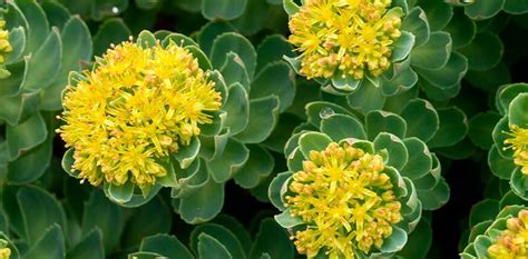 Ilustración de la planta Rhodiola Rosea en su hábitat natural