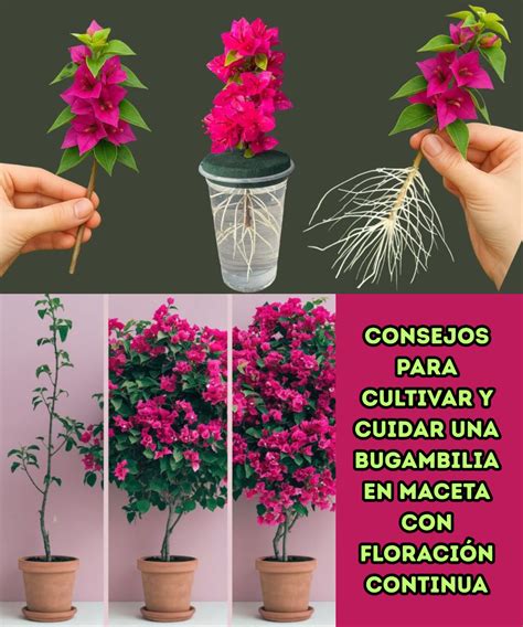 esquema de maceta adecuada para bambú con capas de drenaje y sustrato
