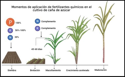 infografía sobre el ciclo de fertilización del bambú según las estaciones