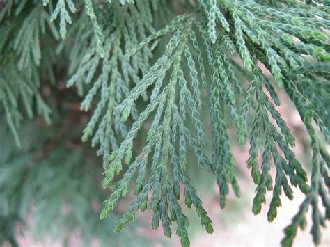 Esquema botánico del Cupressus leylandii mostrando su follaje denso y forma piramidal