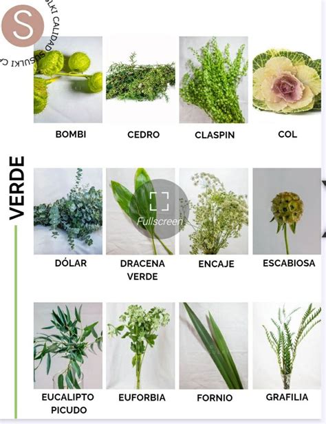 Comparativa visual de las tonalidades de follaje entre variedades Gold y Blue