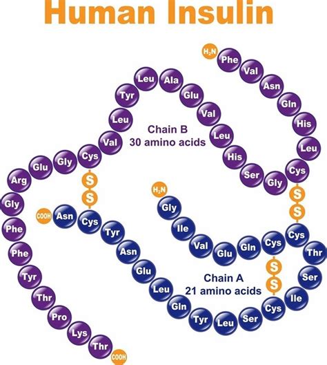 Estructura molecular de los factores de crecimiento análogos a la insulina (IGF) y su similitud con la proinsulina