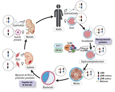 Esquema de la regulación del gen IGF2 por impronta genómica parental