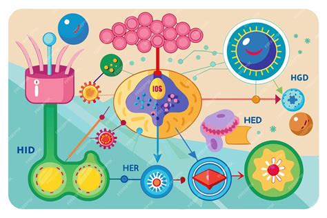 Diagrama de las vías de señalización del receptor de manosa-6-fosfato (IGF2R)