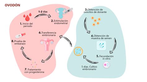 Infografía que detalla los tratamientos ofrecidos en Clínica Tambre, destacando FIV, Ovodonación y DGP