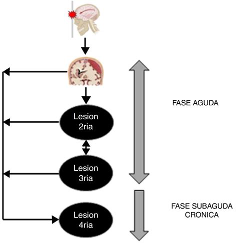Esquema de las fases de la lesión cerebral: fase primaria, fase latente (ventana terapéutica) y fase de fracaso energético secundario.