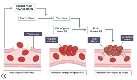 Esquema explicativo de la coagulación sanguínea y el papel de la vitamina K.