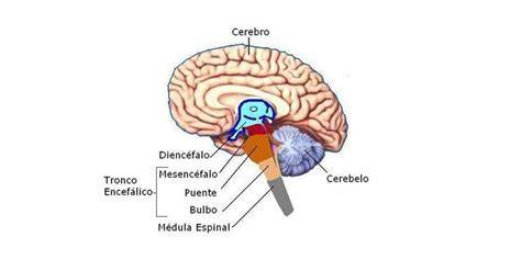 Diagrama de la anatomía interna del encéfalo con cerebelo, tronco encefálico y glándula pineal resaltados