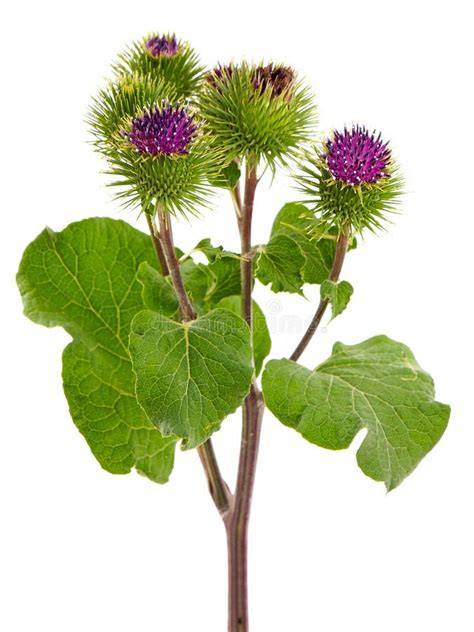 Ilustración botánica de la planta de bardana (Arctium lappa) con detalle de raíz y flores
