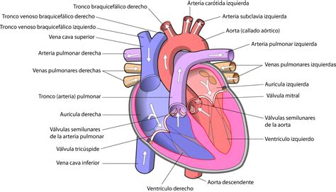 Esquema anatómico del corazón pediátrico y puntos de aplicación del transductor para ecocardiografía
