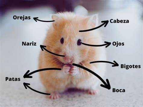 Diagrama comparativo de la morfología genital en especies de anátidas como respuesta evolutiva
