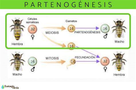 Esquema de la partenogénesis en la naturaleza