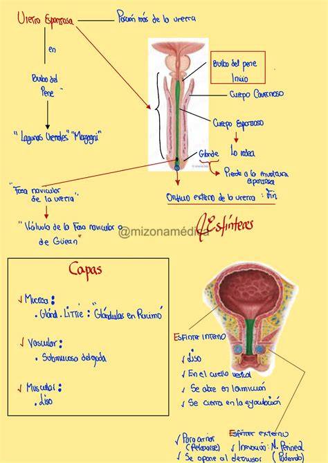 Diagrama de la anatomía femenina y el himen
