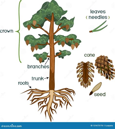 Esquema de las partes del pino piñonero (tronco, copa, raíces, hojas, conos)