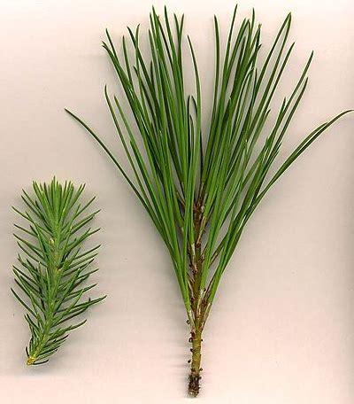 Foto detallada de las hojas aciculares de Pinus pinea
