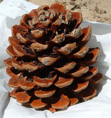 Foto de una piña abierta de pino piñonero mostrando los piñones