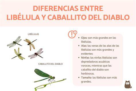 Diagrama anatómico de un caballito del diablo, destacando cabeza, tórax, abdomen y alas.