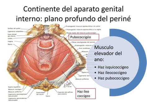 Esquema anatómico del periné femenino y área a masajear