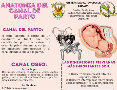 Esquema comparativo del canal de parto humano y de otros primates