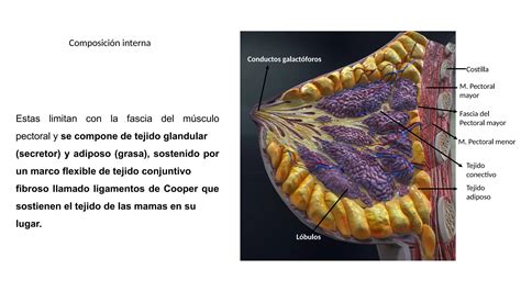 Esquema sobre la anatomía del pezón y la colocación correcta del embudo en el sacaleches