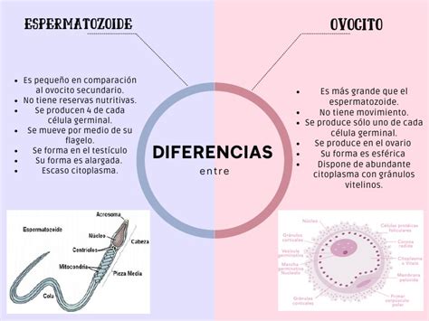 Tabla comparativa: Diferencias entre renacuajo y espermatozoide según origen, nivel de complejidad y finalidad biológica.