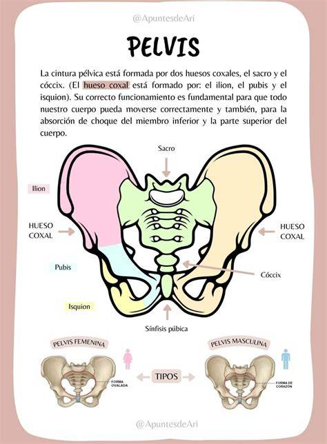 Esquema o diagrama de la pelvis y el bebé durante el parto para entender la biomecánica