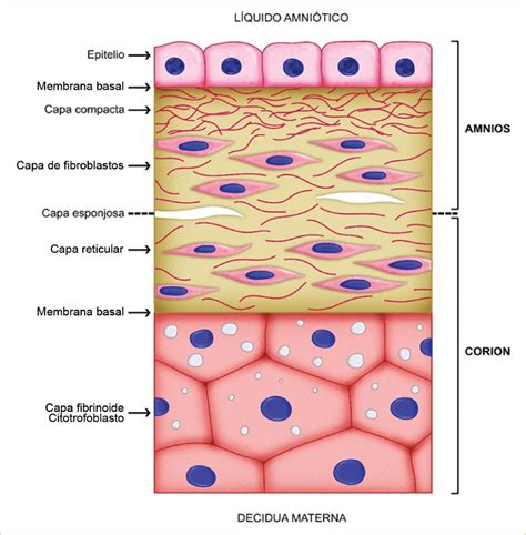 Esquema detallado de las cinco capas histológicas de la membrana amniótica: epitelio, membrana basal, capa compacta, fibroblastos y capa esponjosa