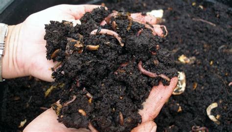 Imagen de diversos mejoradores del suelo orgánicos como humus de lombriz, harina de hueso y algas.