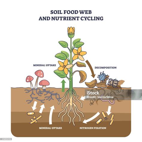 Diagrama mostrando el ciclo de nutrientes en el suelo con fertilización superficial.