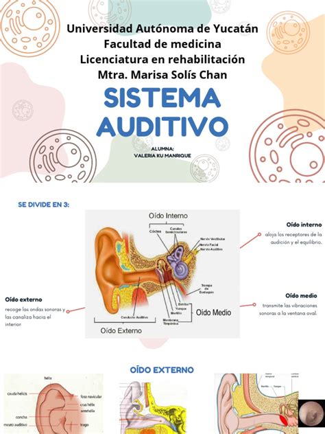 Esquema simplificado del sistema auditivo humano o imagen de un audiólogo interactuando con un niño para una prueba