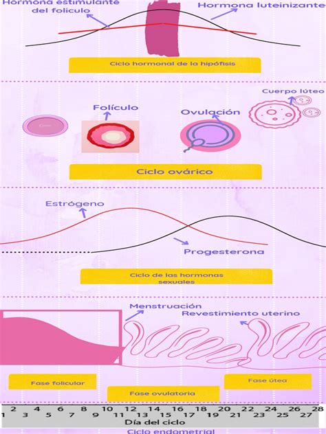 Diagrama de las principales hormonas femeninas y sus puntos de acción en el ciclo menstrual