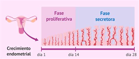 Corte transversal del útero mostrando el engrosamiento del endometrio durante la fase lútea