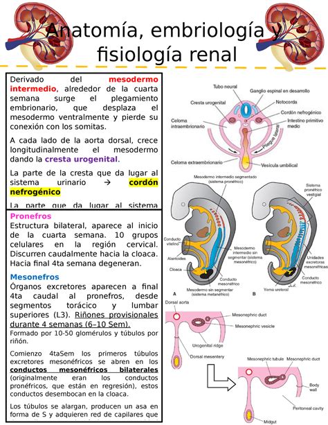 esquema detallado de la embriología renal y bases genético-moleculares para estudiantes de medicina