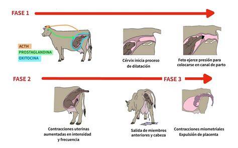 Esquema sobre la transición alimentaria del cachorro y la involución mamaria de la madre.