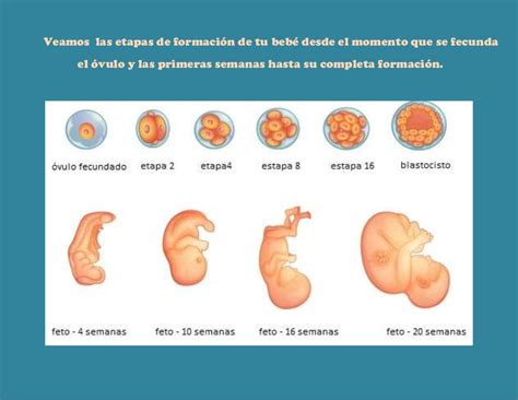 Esquema de las etapas generales de la gestación en bovinos