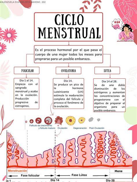 Esquema sobre el ciclo emocional de la búsqueda del embarazo y el impacto del estrés en la salud mental.
