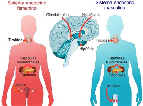 Diagrama del sistema endocrino y su relación con el ciclo reproductivo